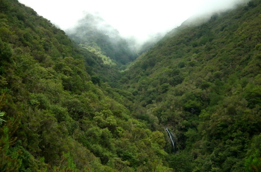 Laurisilva of Madeira, Madeira, Portugal